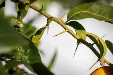 Long and sharp thorns or prickles protecting a lemon tree Stock Photos