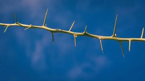 Long and sharp thorns or prickles protecting a lemon tree Stock Photos
