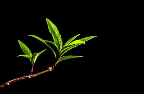 Long and slender leaf shape of rainforest plant in black background Foto stock