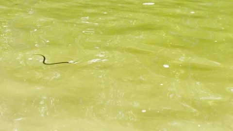 Long and slender snake in a lake, underwater predator on the move, gliding on a Stock Footage 308321464