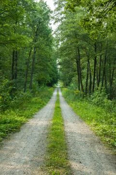 Long and straight path through the forest Stock Photos