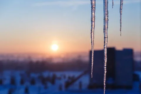 Long and thin icicles on the background of winter dawn. Stock Photos