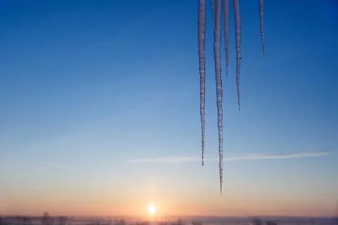Long and thin icicles on the background of winter dawn. Stock Photos