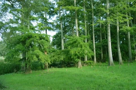 Long and thin trees Stock Photos