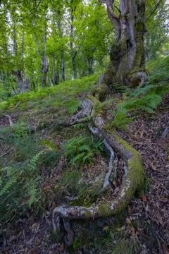 Long and twisted shallow root of an oak Stock Photos