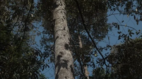 Long Angel the tree in Tropical Forest Stock Footage 319921451