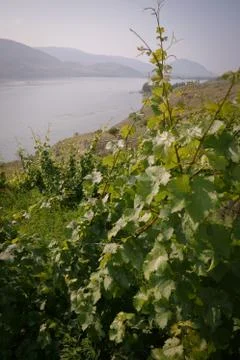 Long angle view through grape vines looking down a valley and lake Foto stock