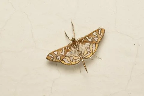 Long antennae moth , Samea ecclesialis, Satara, Maharashtra, India Stock-Fotos