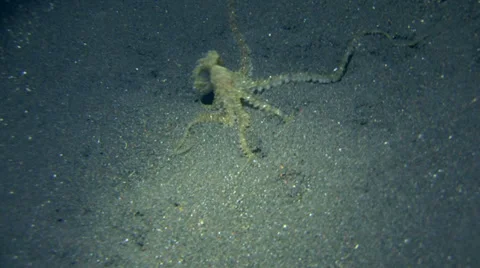 Long arm octopus Stock Footage 34411694