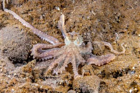 Long arm octopus Stock Photos
