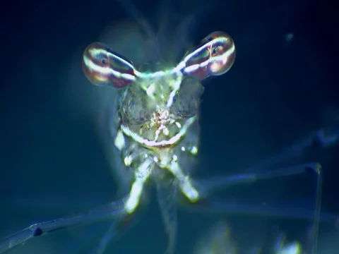 Long arm or ghost shrimp eating, from side 스톡 동영상 74362906