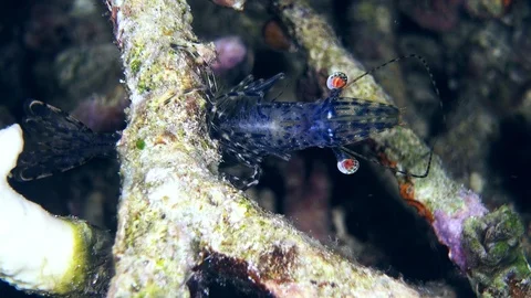 Long arm prawn holding on to dead coral Stock Footage 112191090