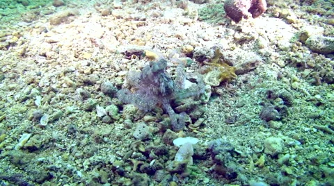 Long-armed Octopus Video stock 64856072