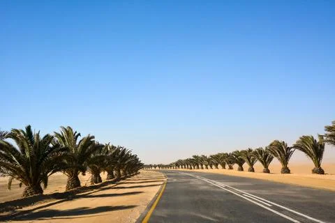 A long asphalt road in perspective with rows of palm trees on either side Stock Photos