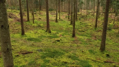 Long backwards fly in conifer tree woods Stock-Footage 333714401