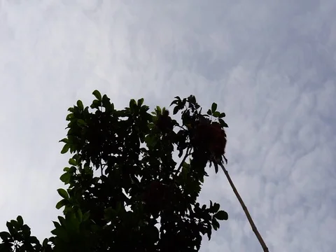 Long bamboo with hook is used to relate rambutan fruit on high tree. Stock Footage 84345578