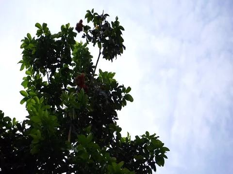 Long bamboo with hook is used to relate rambutan fruit on high tree. Stock Footage 84345646