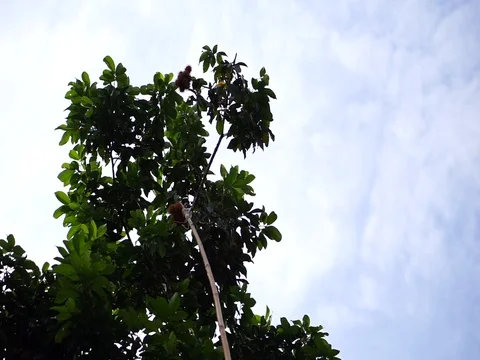 Long bamboo with hook is used to relate rambutan fruit on high tree. Stock Footage 84345690