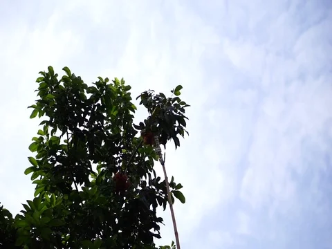 Long bamboo with hook is used to relate rambutan fruit on high tree. Stock Footage 84345727