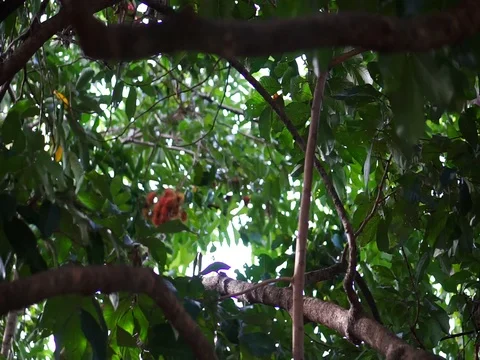 Long bamboo with hook is used to relate rambutan fruit on high tree. Stock Footage 84345847