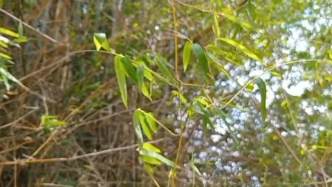 Long bamboo leaves Stock Footage 319927519
