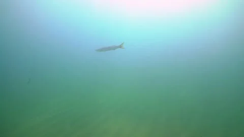 A Long Barracuda Fish Goes Under Sea Stock Footage 144930187