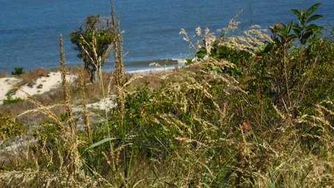 Long beach grass blowing in the wind with ocean waves crashing in slow motion Stock Footage 163486068