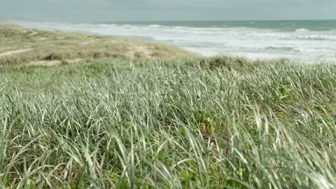 LONG BEACH GRASS BLOWING IN THE WIND 스톡 동영상 169211192
