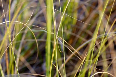 Long Beach Grass Closeup Stock Photos