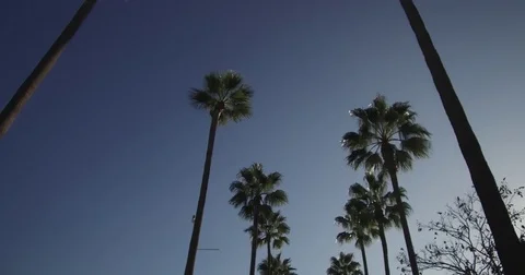Long Beach - Looking Up And Tracking A Row Of Palm Trees Stock Footage 84720415