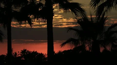 Long Beach Palm Sunset 4K Video stock 12561324