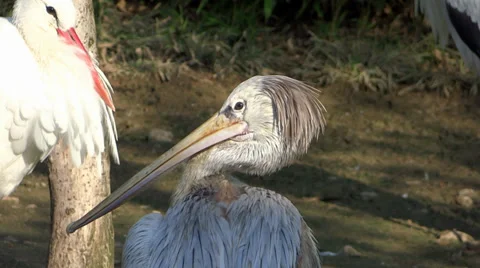 Long beak birds Stock-Footage 33494440
