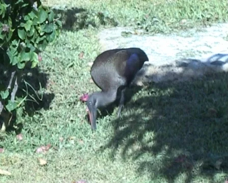 Long beaked bird Stock Footage 288566