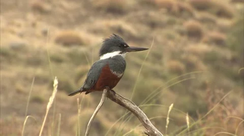 THE LONG BEAKED BIRD Stock Footage 51471648