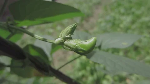 Long bean flower with an ant walking on it with a blurred background Stock Footage 208897430