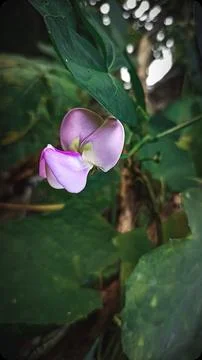 Long bean flower Stock Photos