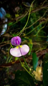 The long bean flowers Stock Photos