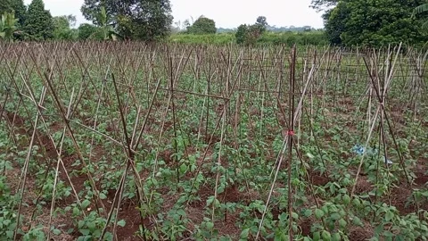 Long bean garden Stock Footage 242596209