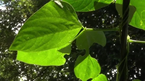 Long bean plant that propagates Stock Footage 203880663