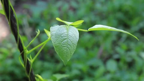 Long bean plant that spreads Stock Footage 241060997