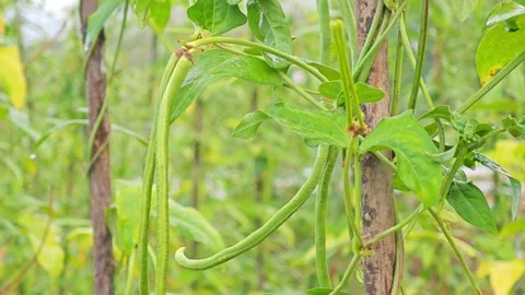 Long bean plant. A vegetable. Stock Footage 305371230