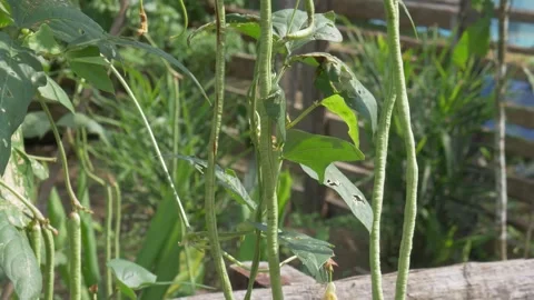 Long bean plants that are attacked by pests Stock Footage 247041132