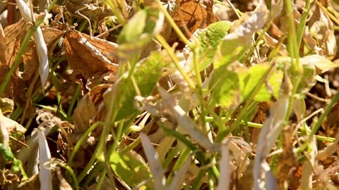 Long bean pods with dried stems and leaves. Stock Footage 324856299
