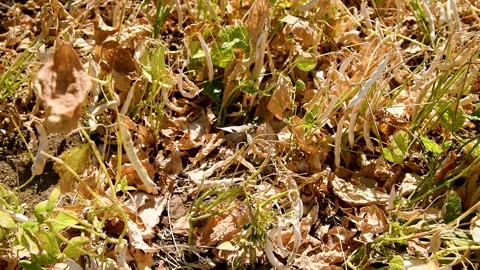 Long bean pods with dried stems and leaves. Stock Footage 324856305