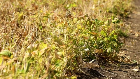 Long bean pods with dried stems and leaves. Stock Footage 324856330