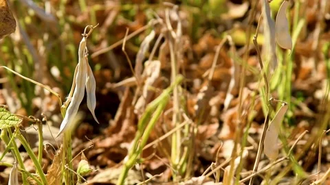 Long bean pods with dried stems and leaves. Vidéo 331206494