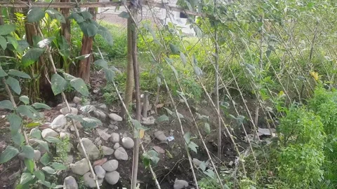 Long beans are spread using wooden supports Video stock 273248902