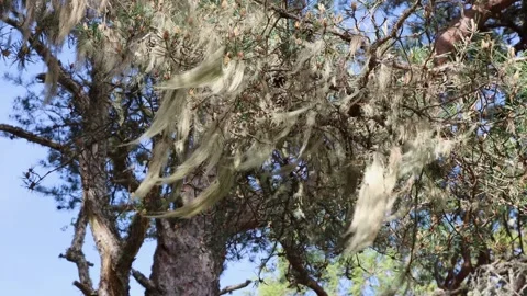 Long beard lichen hanging from pine tree branch swaying in the wind Stock Footage 310452526