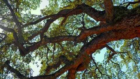 Long beautiful branches of tree against blue sky. Big beautiful tree. Stock Footage 302920613