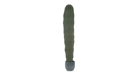 Long beautiful cactus in a gray pot rotates clockwise on a white background Stock Footage 149000070